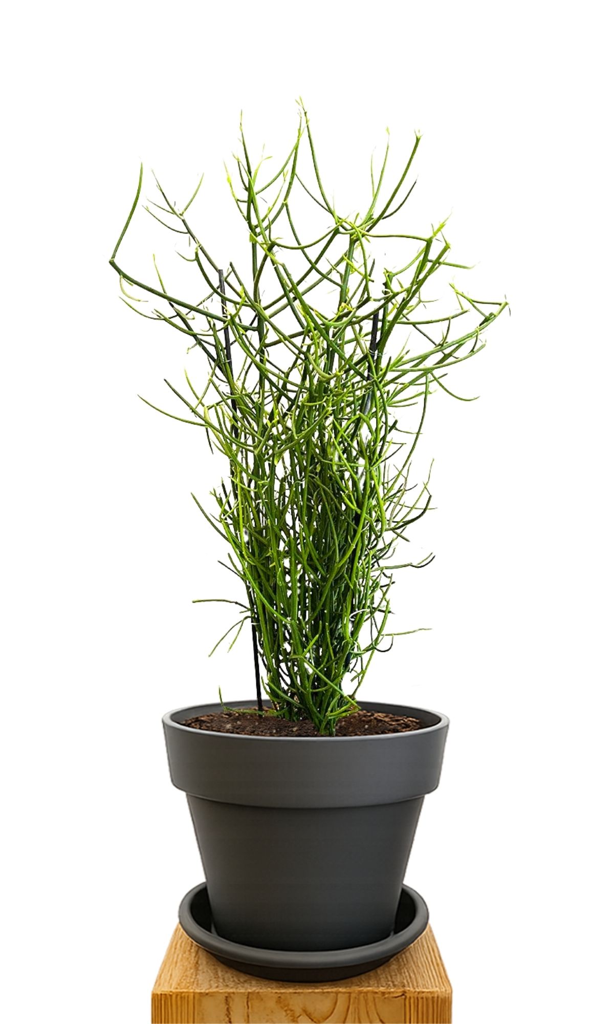 Kit de plantation 30 Anthracite